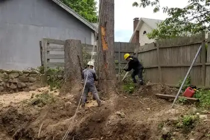 Tree Service